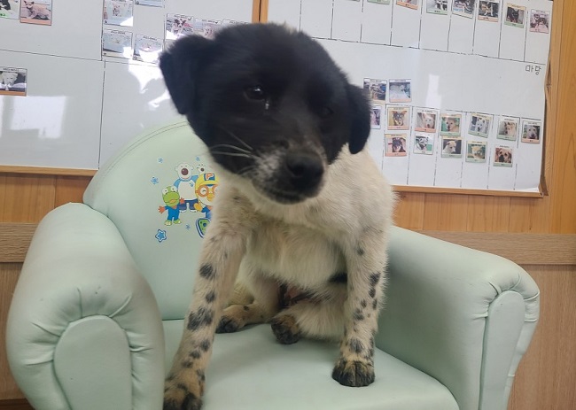 진해유기동물보호소_448532202300272